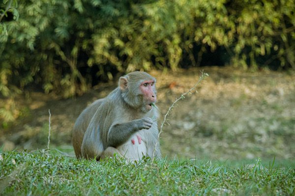 Faut-il un certificat médical pour faire de la plongée dans le Var ?