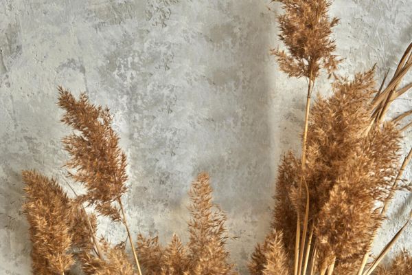 la fleur de pampa est t-elle une fleur séchée ?