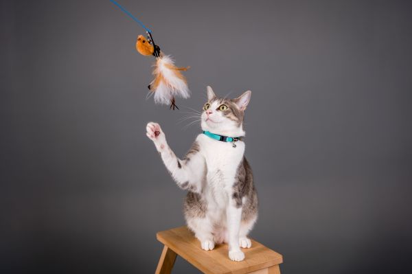 Les accessoires pour chat favorisent-ils son bien-être et son amusement?