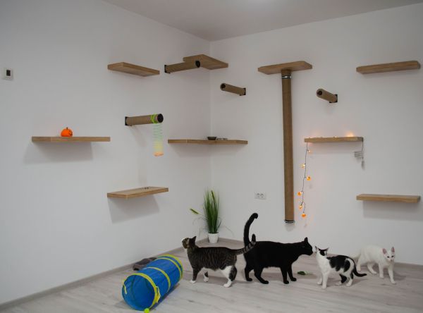 Pourquoi installer un arbre à chat mural ?