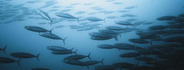 Quelles sont les conséquences de la surpêche pour les écosystèmes marins ?